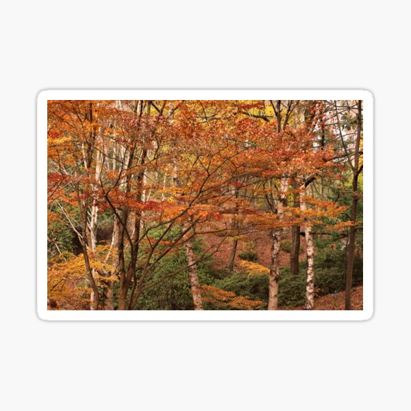 Item preview, Orange, red and gold of autumn trees in the Adelaide Hills designed and sold by FranWest.