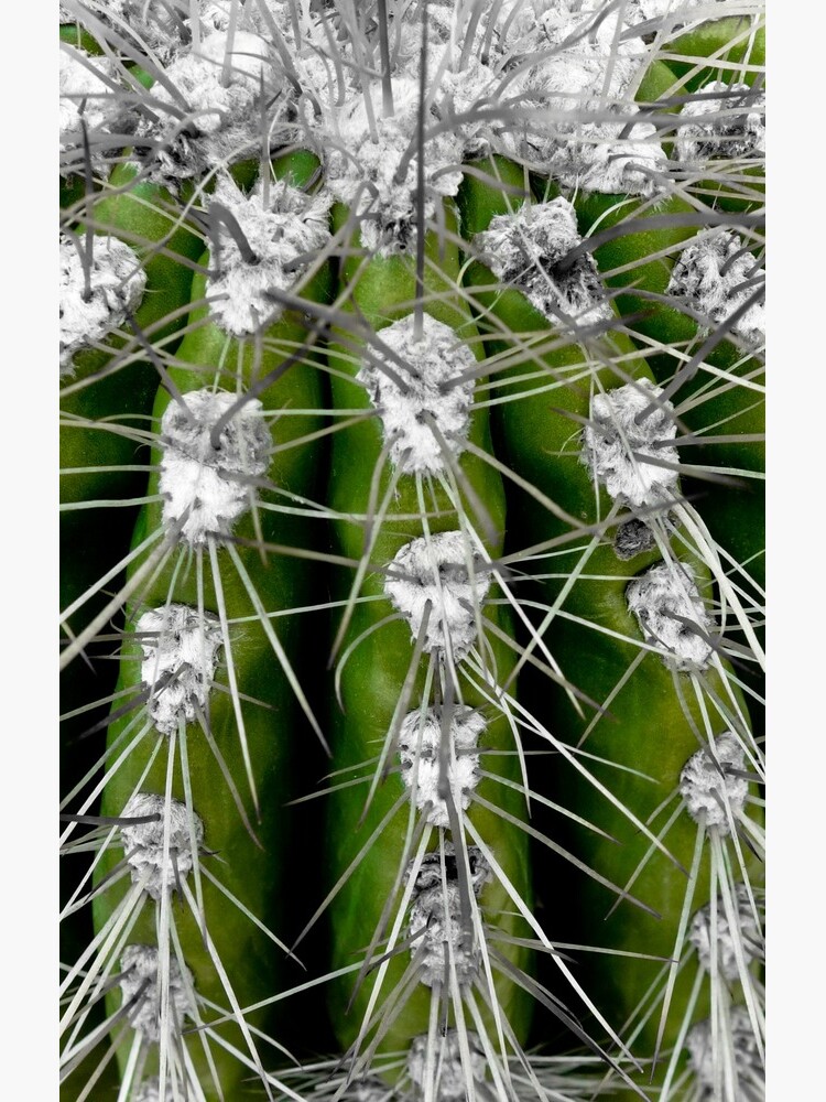 Prickly Cactus by gardenpictures