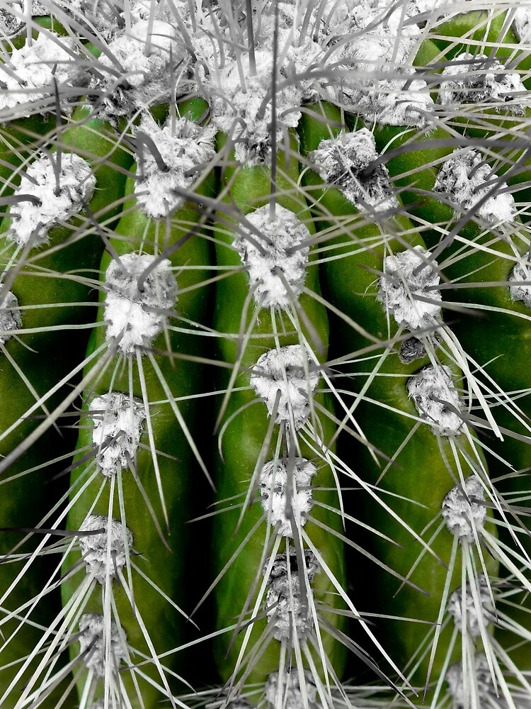 Prickly Cactus by gardenpictures