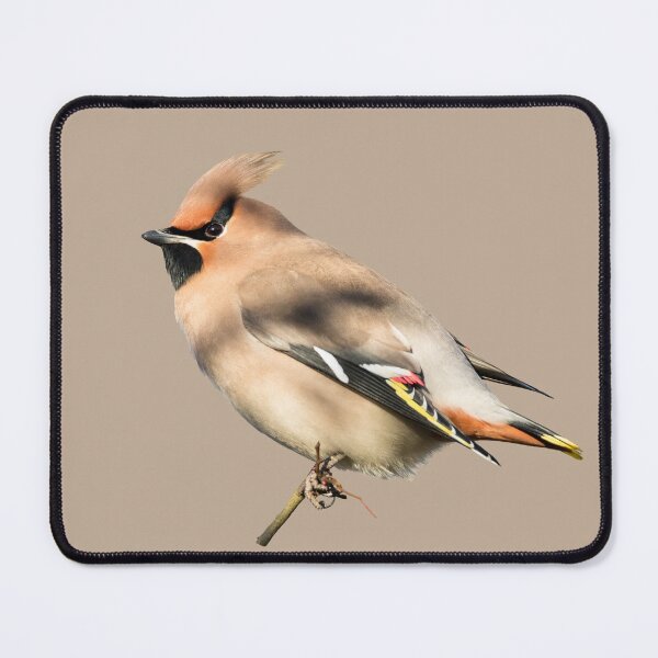 Item preview, Bohemian Waxwing Placement Print designed and sold by Jane Stanley Photography.