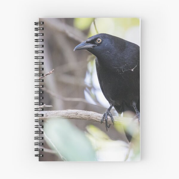 Item preview, Carib Grackle designed and sold by LaurenTucker.