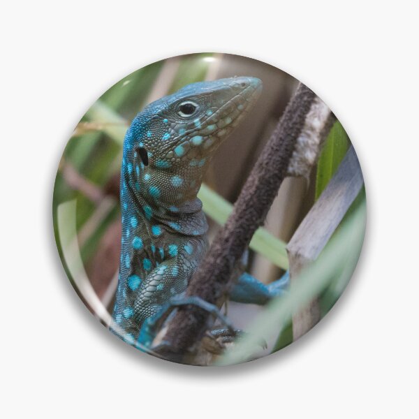 Item preview, Aruban Whiptail Lizard designed and sold by LaurenTucker.