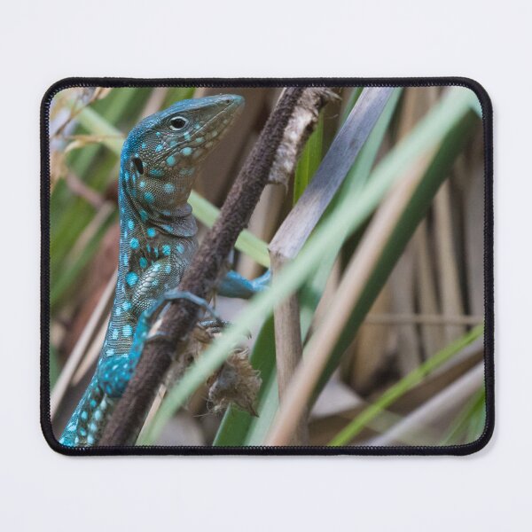 Item preview, Aruban Whiptail Lizard designed and sold by LaurenTucker.