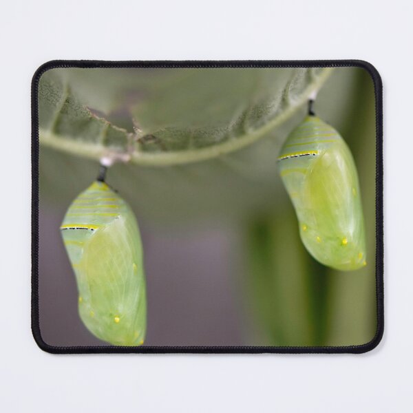Item preview, Two green monarch chrysalis designed and sold by sarahjeanphoto.