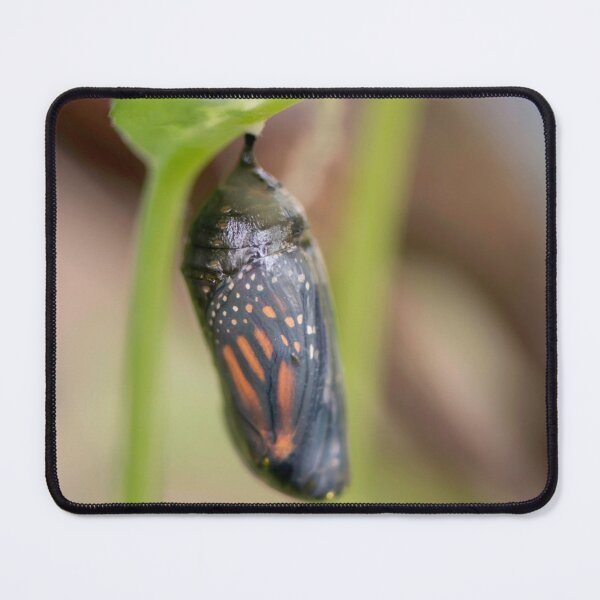 Item preview, Monarch Chrysalis designed and sold by sarahjeanphoto.