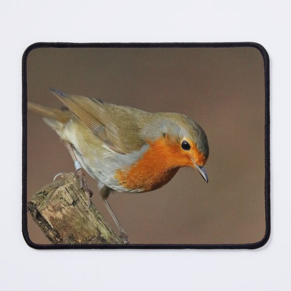 Item preview, Brandon Marsh Robin designed and sold by Jellycandy.