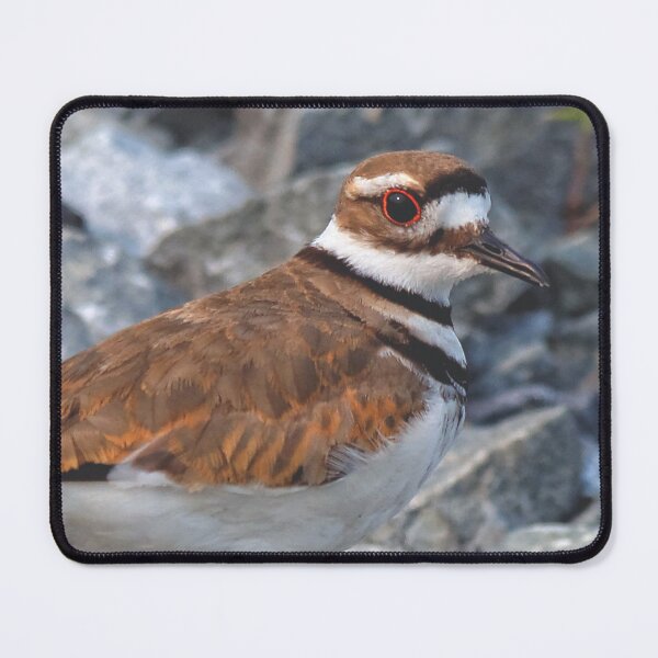 Item preview, Beautiful Killdeer at the Beach designed and sold by walkswithnature.
