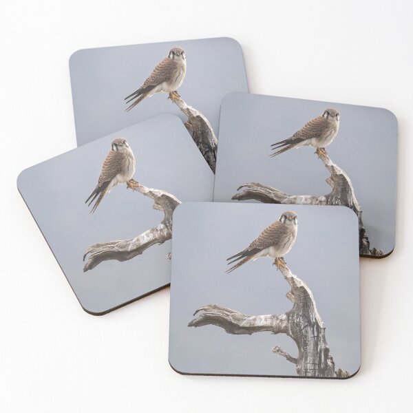 Item preview, American Kestral designed and sold by CarolM.