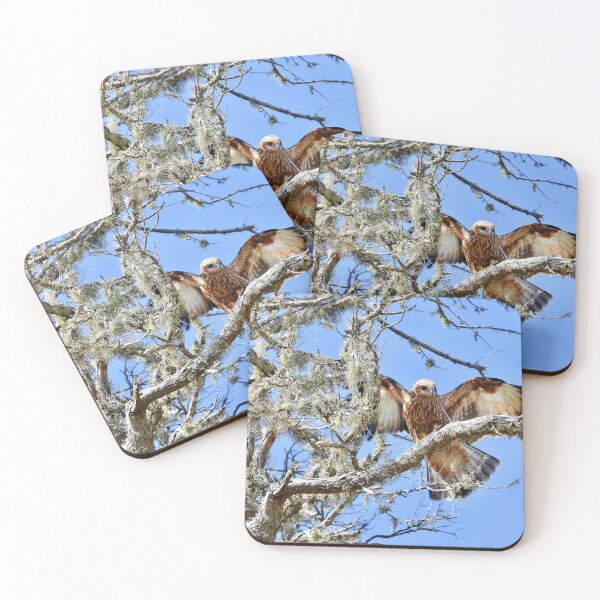 Item preview, Bird of prey wings out Dundowran Beach  designed and sold by Mark Grimsley.