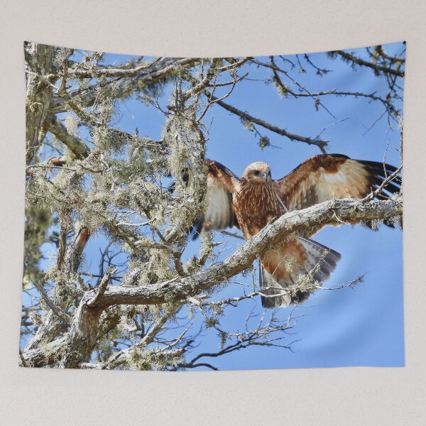 Item preview, Bird of prey wings out Dundowran Beach  designed and sold by Mark Grimsley.