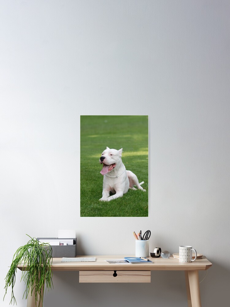 Argentinian Dog / Dogo Argentino portrait | Poster