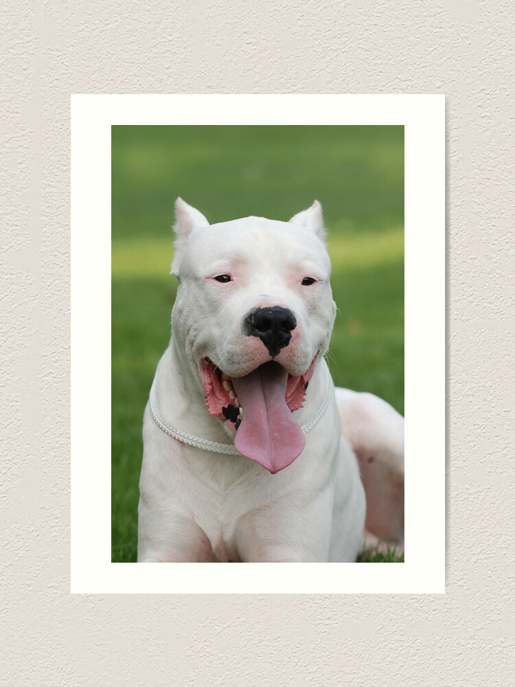 Dogo Argentino beautiful animal  Dogo argentino dog, Dogs, Dog