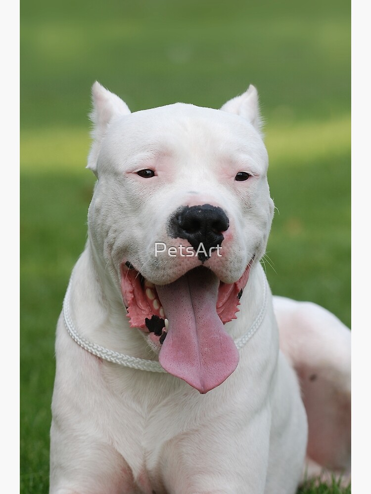 Argentinian Dog / Dogo Argentino portrait Photographic Print for