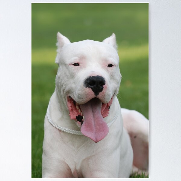 Argentinian Dog / Dogo Argentino portrait Poster for Sale by
