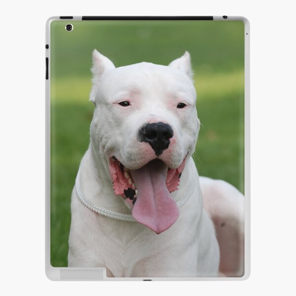 Argentinian Dog / Dogo Argentino portrait in the garden Stock