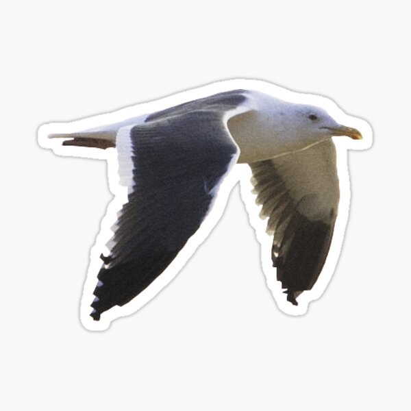 Flying Seagull Sticker