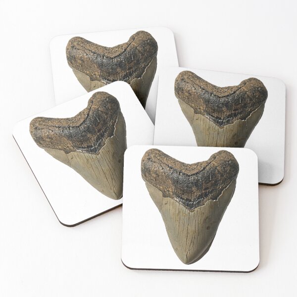 Item preview, Otodus Megalodon Shark Prehistoric Meg Tooth designed and sold by Shelly Little.
