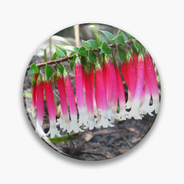 Item preview, Epacris longiflora (Fushcia Heath) designed and sold by Arcane Botanica.