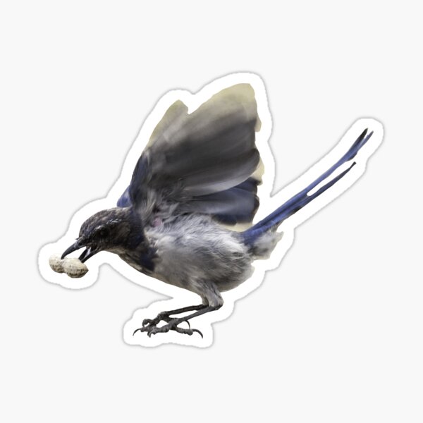 Blue Jay holding peanut Sticker