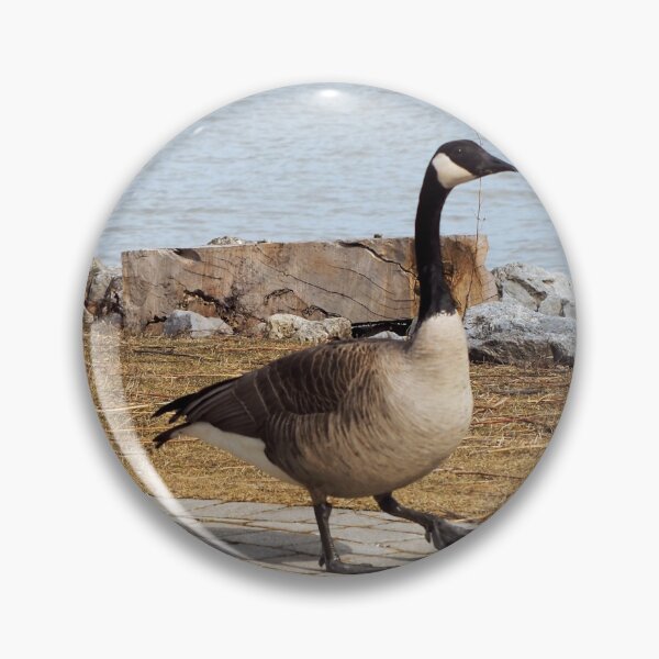 Item preview, Canada Goose Walking On The Sidewalk designed and sold by BackyardBirder.