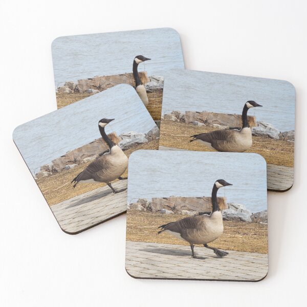 Item preview, Canada Goose Walking On The Sidewalk designed and sold by BackyardBirder.