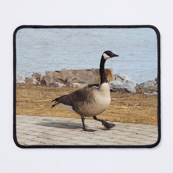 Item preview, Canada Goose Walking On The Sidewalk designed and sold by BackyardBirder.