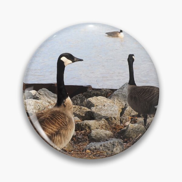 Artikelvorschau, Zwei Kanadagänse blicken auf das Wasser entworfen und verkauft von BackyardBirder.