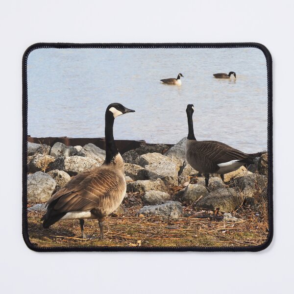 Item preview, Two Canada Geese Gazing Towards The Water designed and sold by BackyardBirder.