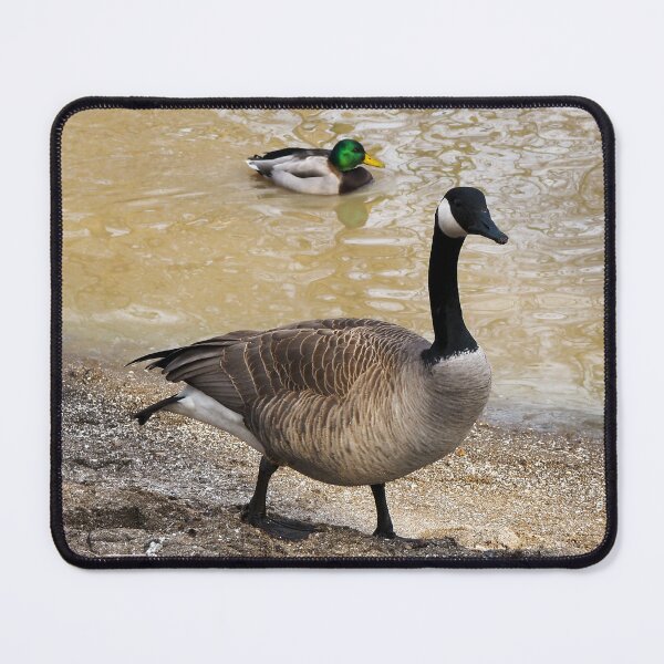 Item preview, Canada Goose and Mallard Duck At The Beach designed and sold by BackyardBirder.