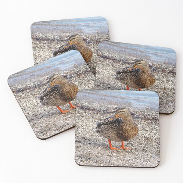 Item preview, Female Mallard Duck On a Beach designed and sold by BackyardBirder.