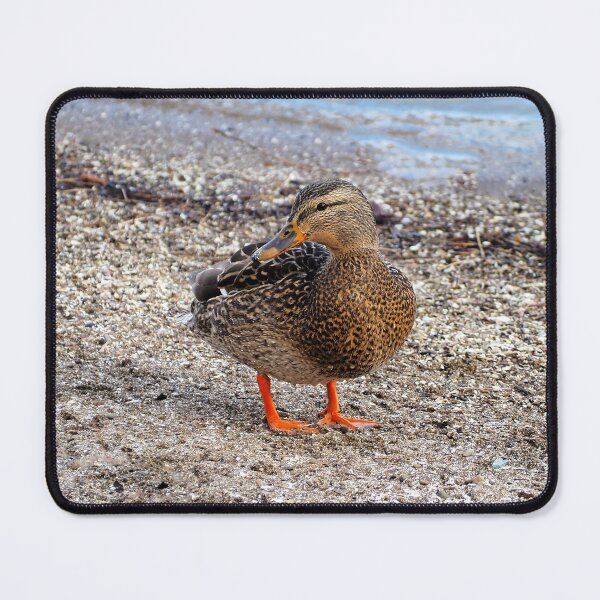 Item preview, Female Mallard Duck On a Beach designed and sold by BackyardBirder.