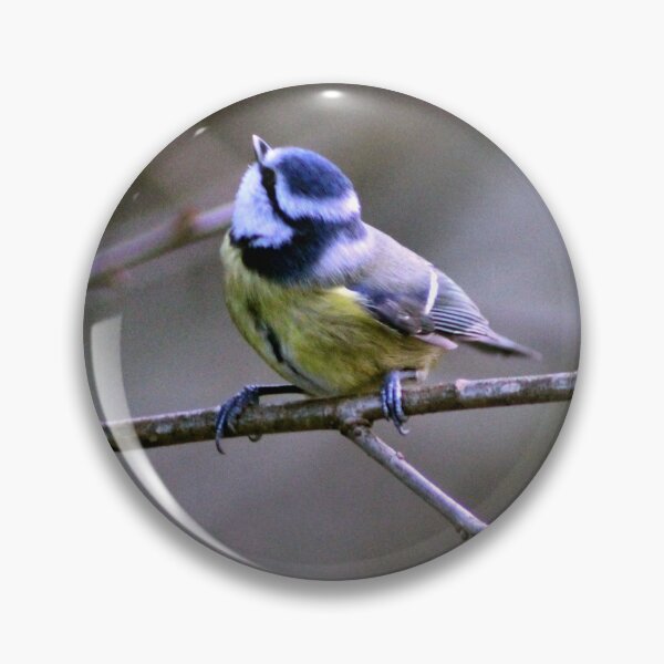 Item preview, blue tit designed and sold by KathleenDawson.