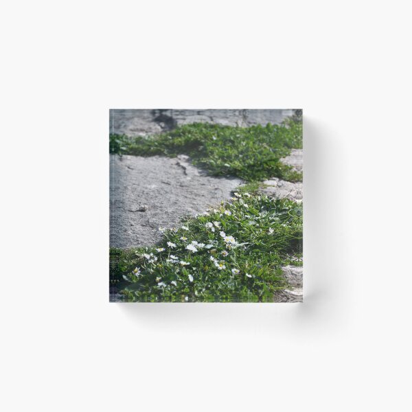 Item preview, Small white daisies growing between stones on a path. designed and sold by EAnneH.