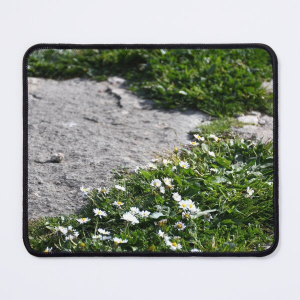 Item preview, Small white daisies growing between stones on a path. designed and sold by EAnneH.