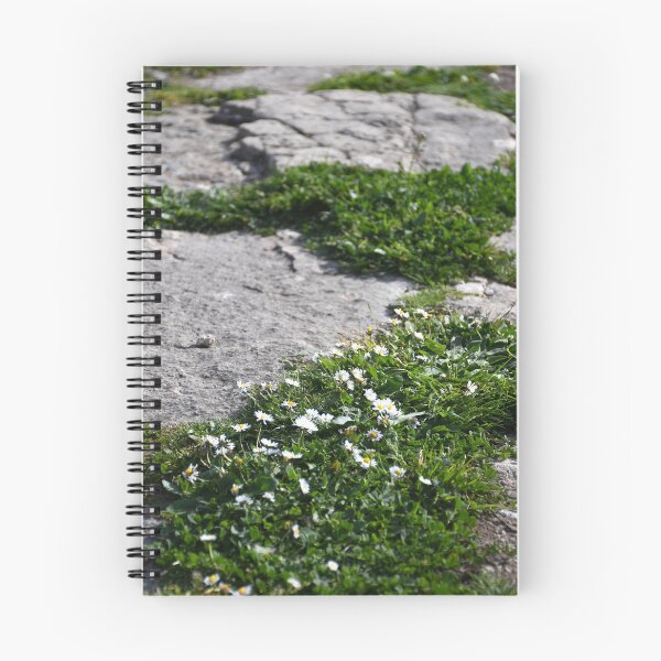 Item preview, Small white daisies growing between stones on a path. designed and sold by EAnneH.