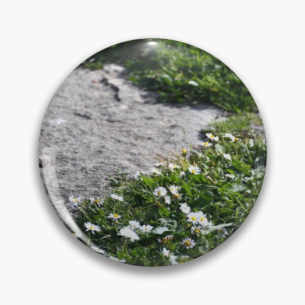 Item preview, Small white daisies growing between stones on a path. designed and sold by EAnneH.