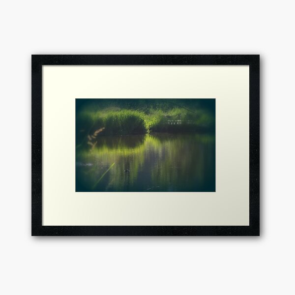 turtle swimming away at Trojan pond, near Goble, Oregon Framed Art Print