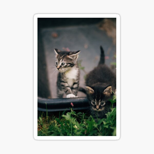 Kittens Sticker