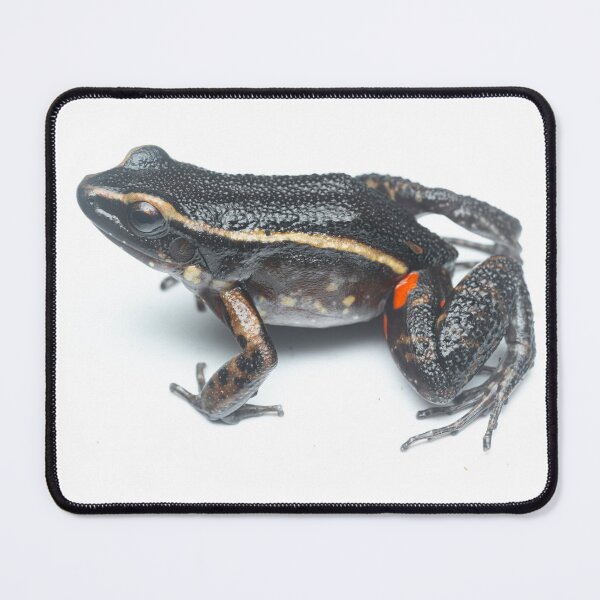 Item preview, Painted Antnest Frog (Lithodytes lineatus) designed and sold by vincentpremel.
