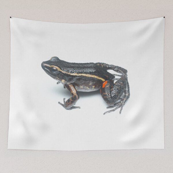 Item preview, Painted Antnest Frog (Lithodytes lineatus) designed and sold by vincentpremel.