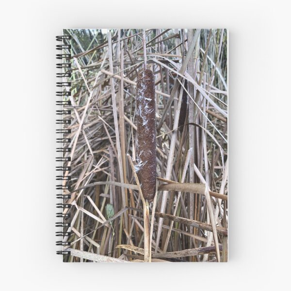 Item preview, dry cattail seed heads of fluffy cattail designed and sold by mrivserg.