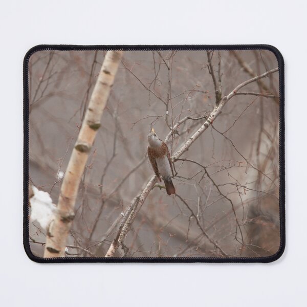 Item preview, blackbird sitting on a birch branch singing, winter designed and sold by mrivserg.