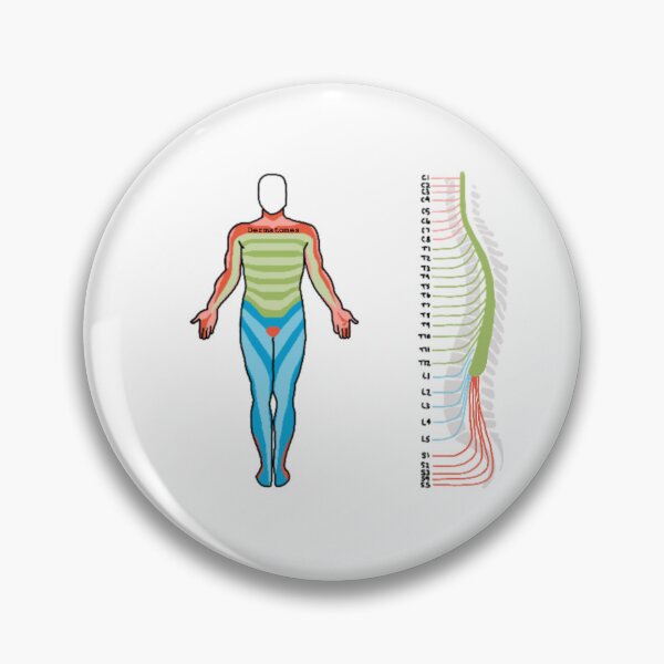 Item preview, Dermatomes designed and sold by RedWood345.