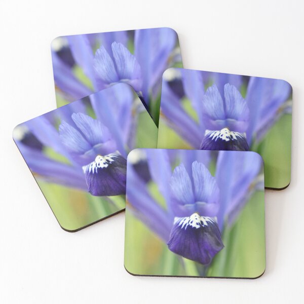 Item preview, Iris  'Fabiola'  Reticulata   designed and sold by Chris Burrows.