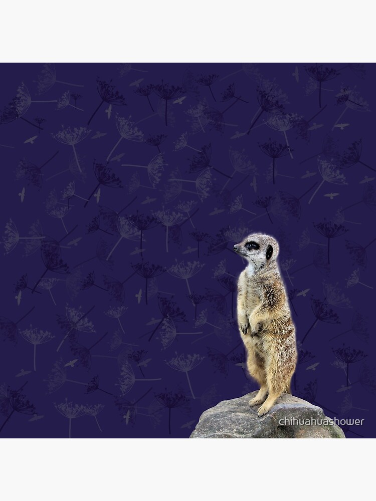Meerkat by chihuahuashower