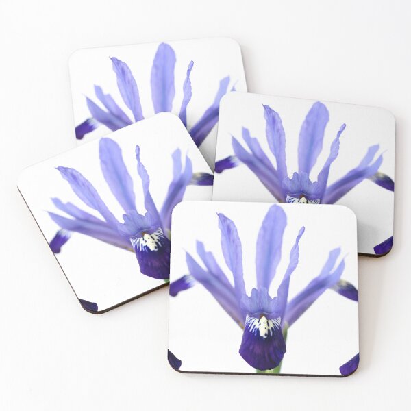 Item preview, Iris  'Fabiola'  Reticulata   designed and sold by Chris Burrows.
