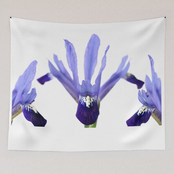 Item preview, Iris  'Fabiola'  Reticulata   designed and sold by Chris Burrows.