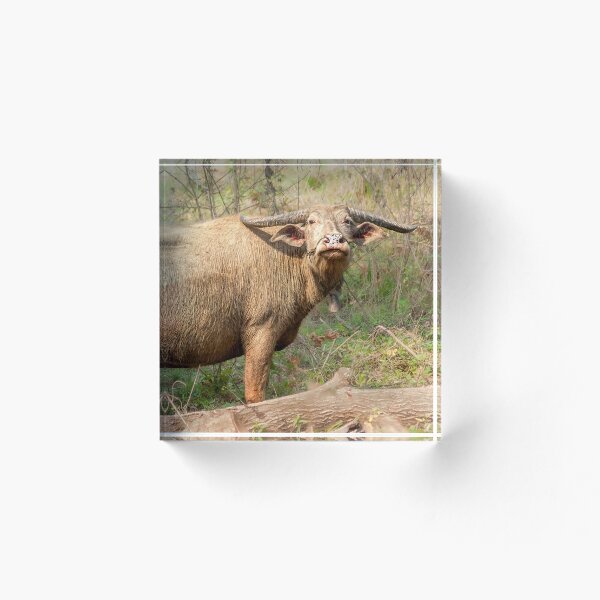 Item preview, Light water buffalo in Laos designed and sold by vabels.