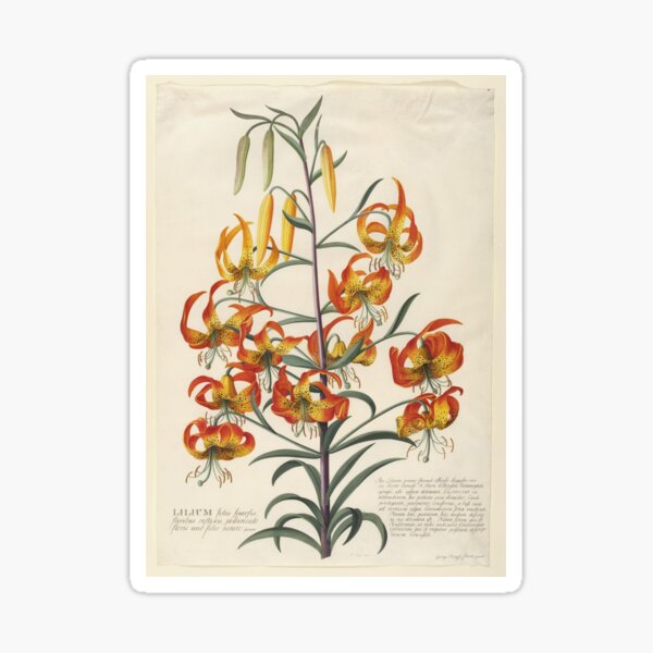 Item preview, Lily Illustration designed and sold by Jacob Ramirez.