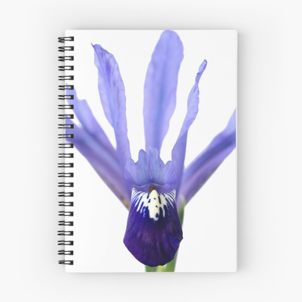 Item preview, Iris 'Fabiola' Reticulata designed and sold by Chris Burrows.